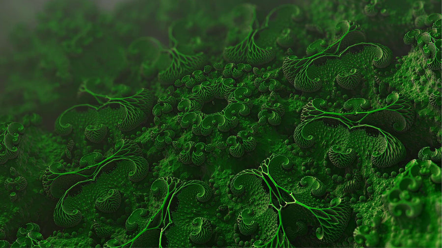 Plant Microbes: The Unsung Heroes of Bone Health