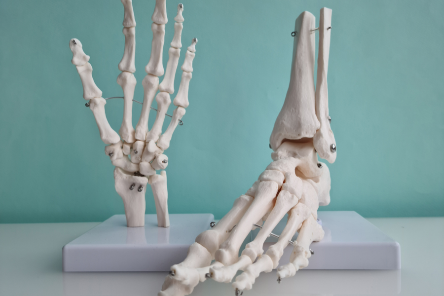 The bone remodeling process